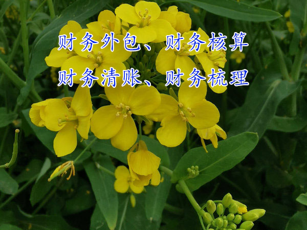 企業規模發展大了為什么要做財務外包？