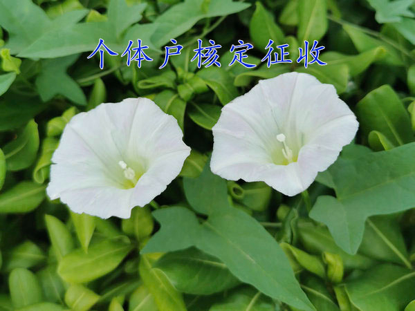 河南個體戶核定征收