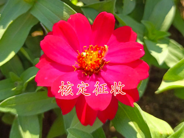 河南個體戶核定征收的適用范圍