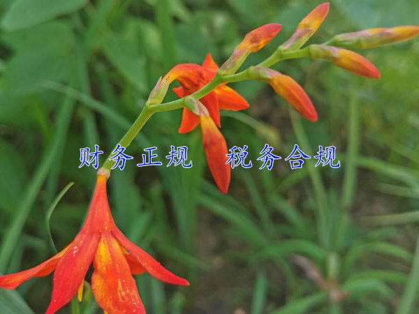 鄭州財務代辦服務主要有哪些方面