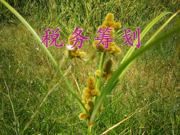 鄭州優化業務流程降低稅負